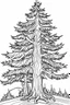 Placeholder: coloring page, pine tree, cartoon style, thick lines, low detail, no shading