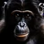 Placeholder: A photograph taken with a Nikon Z9 with a macro lens, of a monkey full face, you should be able to see every detail