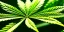 Placeholder: magnificent, realistic, colorful, massive, epic, ray tracing, cinematic, 8k, HD, Ultra High Definition, photo film, film grain, hyper-detailed, vibrant colorful marijuana plant