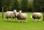 Placeholder: lots of sheep jumping on each other with mechanic, portrait of a broken mechanic, mixed body hybrid part big (sheep), fixing (far away old land rover 4x4 discovery 2) in the countryside