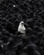 Placeholder: Among the black crows, one white crow is among the black crows.