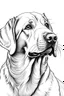 Placeholder: coloring image of Labrador Retriever white background