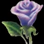 Placeholder: purple flower