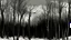 Placeholder: A digital painting of a row of bare trees in winter, set against a dark, overcast sky. The trees are slender with intricate branch patterns, their trunks a light gray that contrasts with the deep gray of the sky. Below the trees, there's a dense thicket of bushes and shrubs, their branches also bare, creating a textured, tangled foreground. The color palette is predominantly muted, with shades of gray, brown, and hints of green, giving the scene a somber, almost monochromatic feel. The compositi