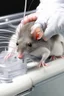 Placeholder: rat injection