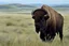 Placeholder: Bison walking uphill towards viewer's left, prairie grasses in foreground, background fades out to completely white