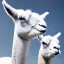 Placeholder: photo, white llama with blue eyes staring at camera, white background, realistic, high detail