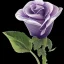 Placeholder: purple flower