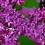 Placeholder: Persian Lilac Syringa x chinensis 'Saugeana' 8k hyperdetailed close up focus beautiful elegant cinematic light delicate insanely detailed high definition intricate triadic vibrant colours