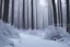 Placeholder: Winter Forest background