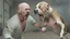 Placeholder: brittish bald man gets attacked by a pitbull