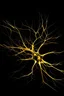 Placeholder: picture of neuron