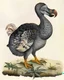 Placeholder: John James Audubon-like illustration of a fully uncropped Dodo bird and a Platypus in a landscape of warm yellows, warm reds, and warm blues