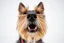 Placeholder: nose mouth and eyes of a Scottish terrier coming up from the bottom, mouth open bitting