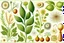 Placeholder: scientific illustration for medical use of herbal remedies