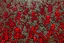 Placeholder: A dark red festival with bells painted by Keith Haring