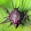 Placeholder: a man-faced_stink_bug, Catacanthus_incarnatus macro HDR photo