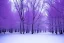 Placeholder: purple forest winter