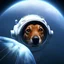Placeholder: dog in space ship