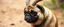 Placeholder: pug gazelle orc