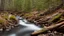 Placeholder: stream running through a rocky clearing in a pine forest