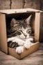 Placeholder: A cat sleeping peacefully in an old cardboard box