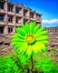 Placeholder: flower of peace blooming on damaged building in war torn city