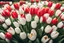 Placeholder: photorealistic red and white tulips bouquet, red tulips above and white tulips down in flowergarden, soft lighting, sharp focus, rough edges in sunshine