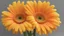 Placeholder: Yellow & Orange Gerbera Daisy