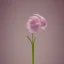 Placeholder: tiny delicate long stem flower, beautiful composition, centered in frame, pastel colors, plain solid color, highly intricate, extremely ornate, highly detailed, photorealistic, chiaroscuro, aesthetic layout, monochrome pantone, minimalist photography, hyper realistic, octane render, minimalist art