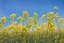 Placeholder: clear blue sky for top half, across Middle is canola flowers with canola stems branches and leaves below, rapeseed sharp focus, realistic