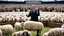 Placeholder: malevolent world leader and orator at podium speaking to large field of sheep