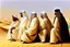 Placeholder: Four Arab sheikhs sitting in the desert wearing typical Arab dress, looking towards the four cardinal points. A talll fat european man in business suit wathcing them while thinking.