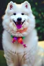 Placeholder: Cute, fluffy, happy looking white Samoyed dog, colorful, festive atmosphere, detailed, congratulating