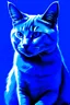 Placeholder: cat blue