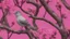 Placeholder: A bird drawing in a tree with a lot of pink flowers.