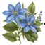 Placeholder: borage flower on white background, illustration