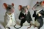 Placeholder: pulp-fiction costumed taxidermy mice