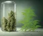 Placeholder: cannabis growing in a bottle beautiful landscape, realistic and natural, detailed full-color , nature, HD photography, perfect composition, gloss, hyperrealism