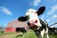 Placeholder: low angle scenic photo of a Dairy farm with barn, one Holstein Cow in front