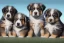 Placeholder: hyperrealistic digital gouache matte painting and pencil, volumetric nature environment, organic, (( cute, happy ( australian shepherd and saint bernard crossbreed ) puppies playing together )), close-up portrait, variable coloured fur, elegant, intricate, realistic shaded volumetric lighting, volumetric clouds, concept art, detailed eyes, illustration, 8k, uhd, hires, backlight, centered camera view, colour-washed colors, ambient occlusion, sunlight caustics, design and art by sam curry