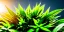 Placeholder: magnificent, realistic, colorful, massive, epic, ray tracing, cinematic, 8k, HD, Ultra High Definition, photo film, film grain, hyper-detailed, vibrant colorful exotic marijuana plant