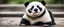 Placeholder: panda dog