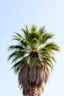 Placeholder: palm future