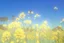 Placeholder: bottom half canola, detailed, top half sky, photography,