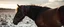 Placeholder: horse Erling Braut Haaland