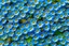 Placeholder: top view pattern of forget-me-not flowers