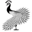 Placeholder: white, A peacock in flight, vector, white background, outline, with images neatly contained within the background, just black and white color, full body, no color. Front view.