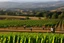 Placeholder: athletes runners between vineyards
