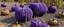 Placeholder: A purple marsh with rotten pumpkins designed in Navajo yarn